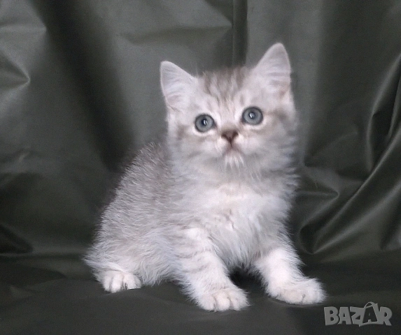 Британски късокосмести котета, снимка 12 - Британска късокосместа - 52373949