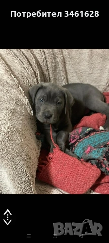 Кане Корсо бебета, снимка 5 - Кане корсо - 53012275