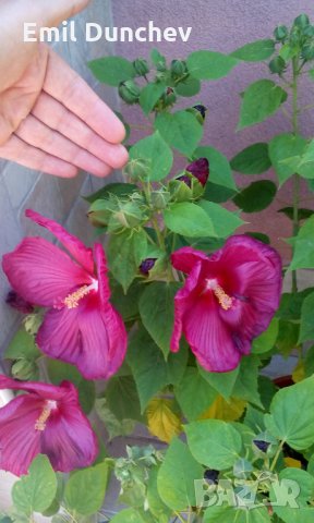 Градински хибискус, снимка 2 - Градински цветя и растения - 29290081