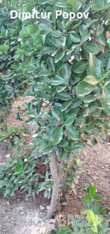 Евонимус, снимка 2 - Стайни растения - 42573276