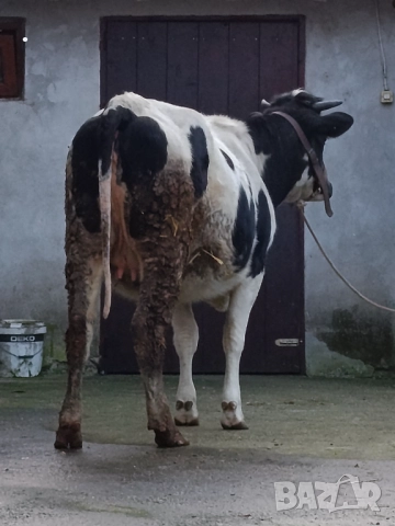 Продавам бременни юници , снимка 11 - Крави - 52893447