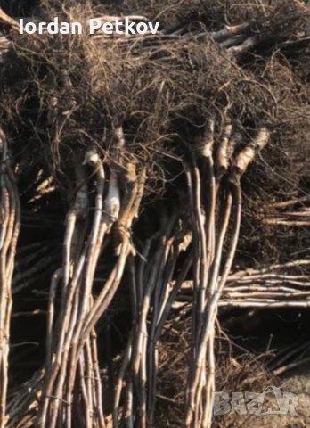 Орех чандлър, снимка 8 - Разсади - 32170528