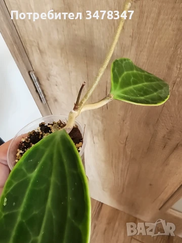 Хоя Macrophylla Albomarginata, снимка 2 - Стайни растения - 51270292