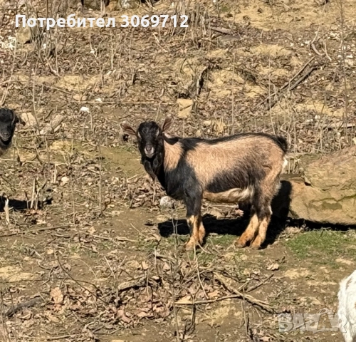 Мини холандски пръчлета