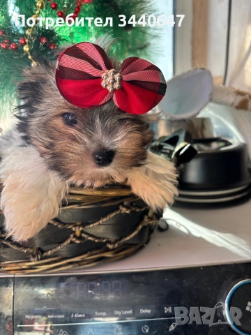 Мъжко йорки бивър, снимка 8 - Йоркширски териер - 52937784