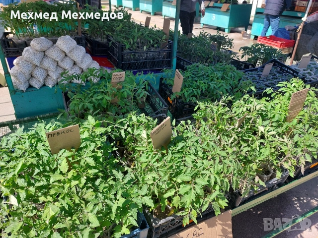 ## 🍅 **ПРОДАВАМ ПЪРВОКЛАСЕН РАЗСАД ДОМАТИ ОТ ПРОИЗВОДИТЕЛ** 🍅, снимка 8 - Разсади - 54156535
