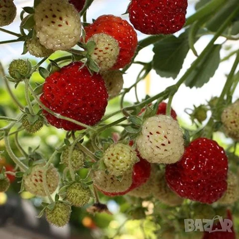 Ягоди Мице Шиндлер разсад пикиран в чашки, снимка 5 - Разсади - 51390566