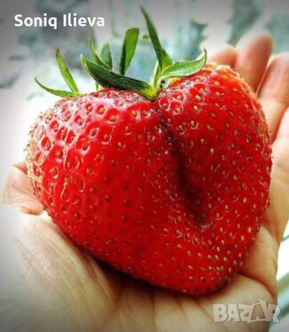 продавам разсад ягоди и малини , снимка 11 - Разсади - 53905721