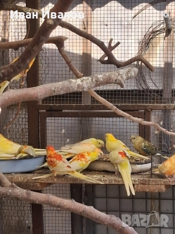 пойни папагали, снимка 6 - Папагали - 51924627