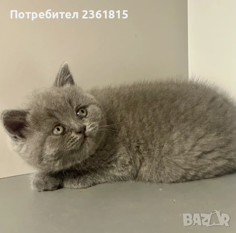 Чистокръвно мъжко синьо британче, снимка 18 - Британска късокосместа - 51088371