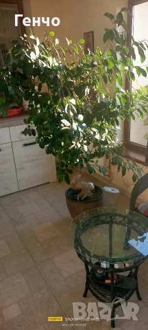 Фикус микрокарпа (Ficus microcarpa), снимка 2 - Стайни растения - 56158003