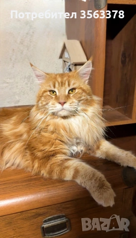 Мейн куун мъжки 