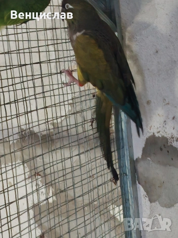 продавам папагали , снимка 6 - Папагали - 54076260