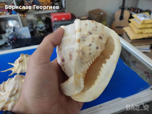 Рапан мида корал декорация, снимка 4 - Декорация за дома - 39211558