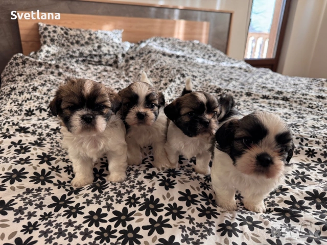 Кученца ши-тцу, кучета, куче, кученце, снимка 6 - Ши Тцу - 53143042
