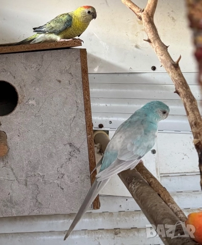 Пойни папагали двойка