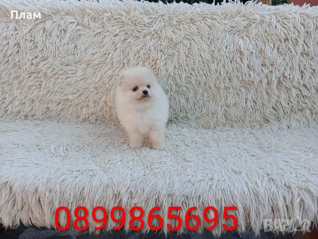 Померани. Реални снимки!!!, снимка 3 - Померан - 54036819