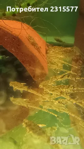 Лорикария, снимка 4 - Рибки - 50000277