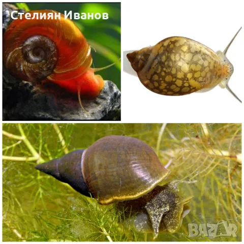 Планорбис (Planorbis planorbis) - водни охлюви за аквариум или градинско езеро, снимка 2 - Други - 55898574