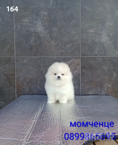 Мини Померан. Реални снимки от 19.01.26 г. , снимка 7 - Померан - 53111472