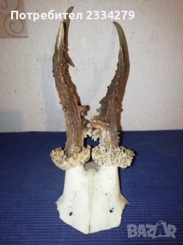 Стари глигански зъби-бивни,глиги и рога от саръндаци, млади елени, снимка 10 - Колекции - 52674338