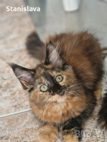 котенца Мейн Куун, снимка 1 - Мейн кун - 55670869