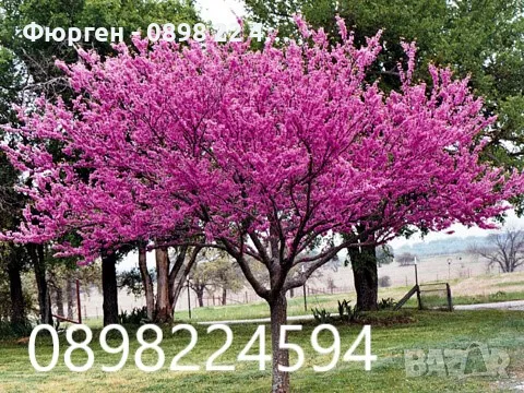 Див рожков (Cercis siliquastrum) Дърво на Юда