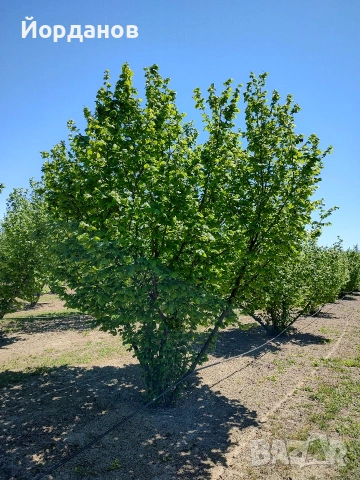 Български лешници без черупка - реколта 2025 г., снимка 10 - Други - 35210181