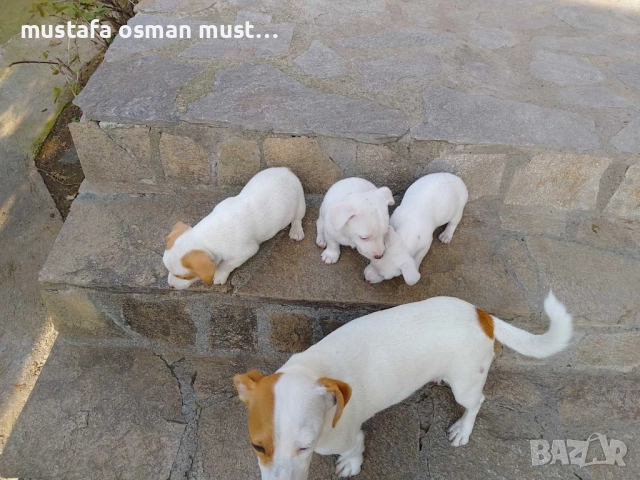 Джак Ръсел териер, снимка 4 - Джак ръсел териер - 52465135