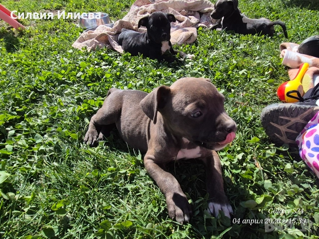 Малки бебета питбули , снимка 5 - Питбул - 54090036