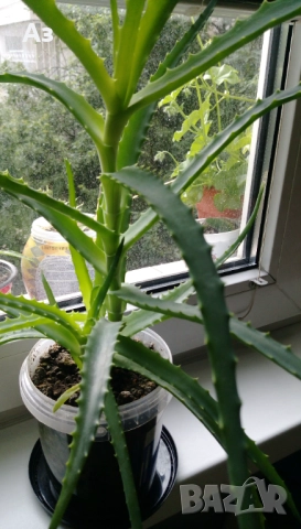 продавам цветя Алое лечебно, снимка 5 - Стайни растения - 52135889