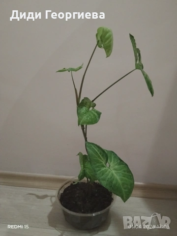 Стайни растения за дома и офиса 