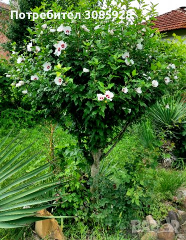 👌👌👌 Hibiscus syriacus, наричан роза на Шарон , снимка 3 - Разсади - 37402411