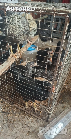 ярки за яйца и месо