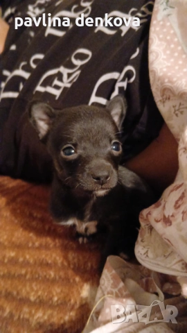 Чихопинчер който търси своя нов дом.., снимка 6 - Пинчер - 52857443