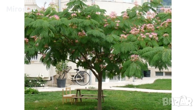 Албиция (Копринено дърво), снимка 5 - Градински цветя и растения - 53938925