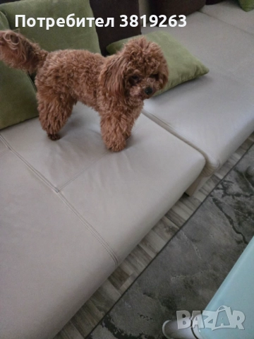 Пудел той мини, снимка 4 - Пудели - 52616820