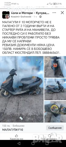 мъжки флуфита за разплод ( френски булдог)., снимка 8 - Френски булдог - 48804880