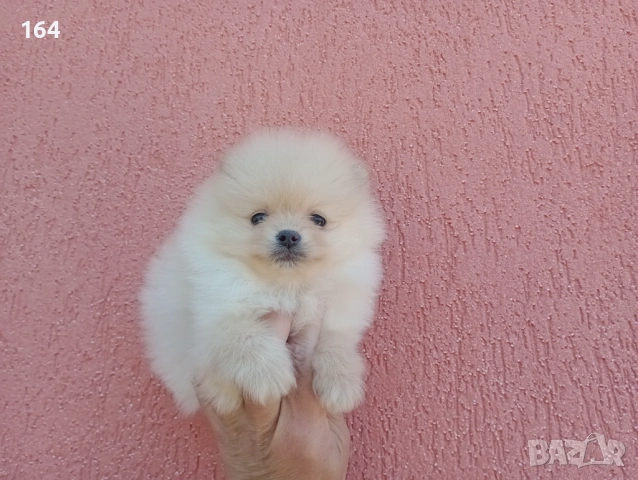 Померани. Момче и момиче. Реални снимки от 24.04.26 г. 