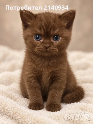  Британско късокосместо момче. шоколадово. British Shorthair Kitten
