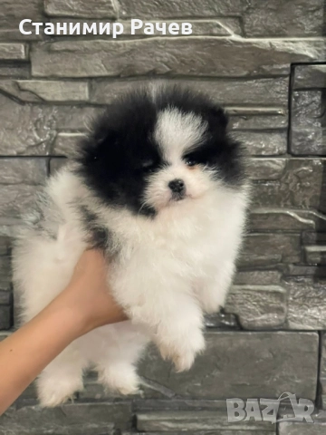 померан померани , снимка 4 - Померан - 52895815