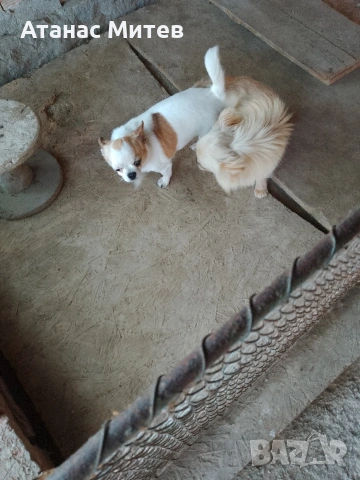 Продавам мъжко мини чихуахуа, снимка 3 - Чихуахуа - 52121822