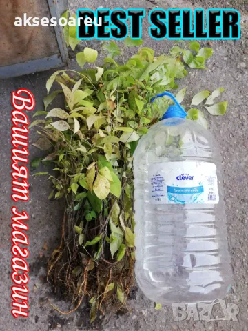 Продавам фиданки от медоносното дърво на пчеларя Еводия Даниели разсад дръвчета Еводиа за медосбор, снимка 5 - Разсади - 49271516