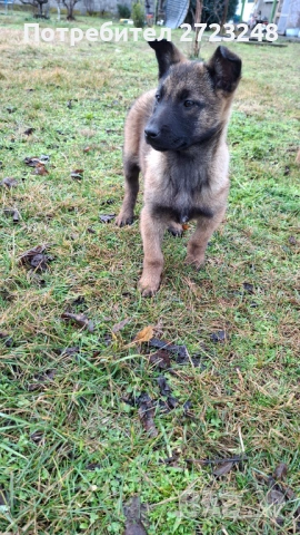 Кученце белгийска овчарка , снимка 4 - Белгийска овчарка - 53245493