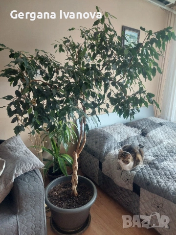Фикус Бенджамин, височина около 170см, снимка 3 - Стайни растения - 53352188