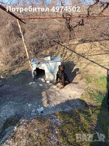 Лудогорско гонче 
