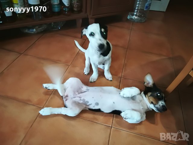ДЖАКОВЕ СЛАДУРИ 0206221132, снимка 15 - Джак ръсел териер - 36956563