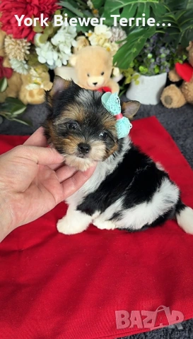Йорки, момчета и момиче с родословие! Доставка , снимка 3 - Йоркширски териер - 53334175