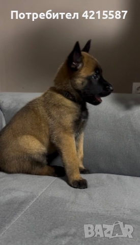 Белгийски овчарки бебета, снимка 4 - Белгийска овчарка - 52683482