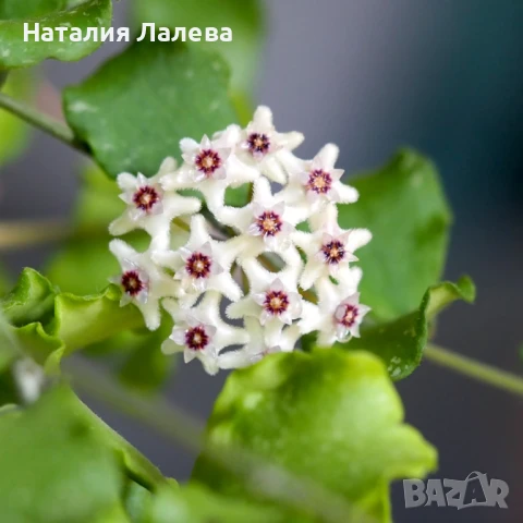 Хоя, hoya kanyakumariana, снимка 1